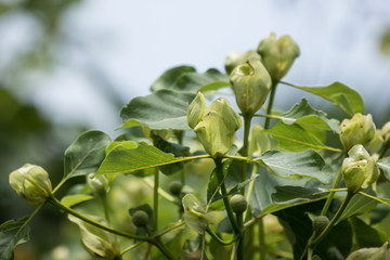 Green flower of teak tree with green leaf