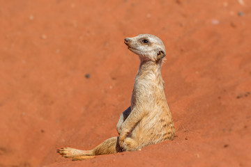 Meerkat sentinel on red sand (Suricata suricatta), Kalahari desert, Namibia