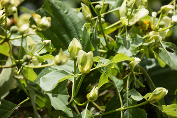 Green flower of teak tree with green leaf