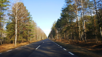 Obraz premium Droga przez las