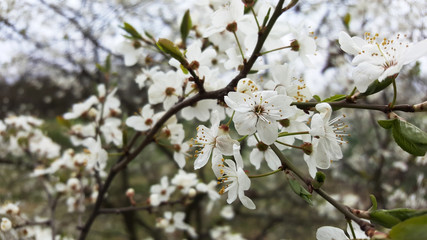 Drzewo wiśni © Mat3usz