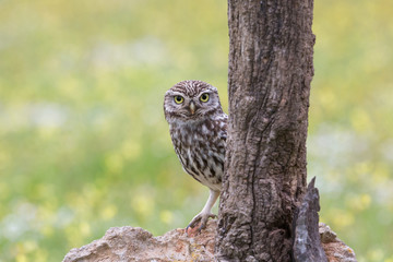 Little owl staring at camera (Athene noctua), Andalusia, Spain