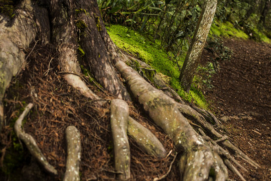trees and their roots