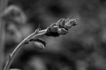 Plant _ B&W
