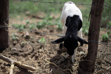 Cabrito