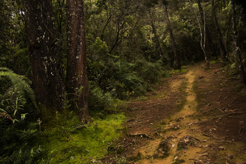 indigenous roads in the arvi parkindigenous roads in the arvi park