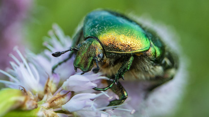 Cetonia Aurata sitting on Flower, Meadow Beetle, Bug Insect Macro, closeup