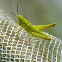 Meadow grasshopper sitting on the white net, macro