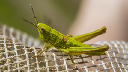 Meadow grasshopper sitting on the white net, macro
