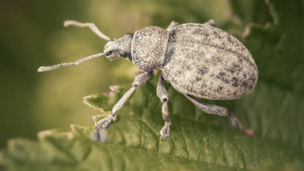 Beetle weevil (Otiorhynchus) on a damaged leaf, macro, closeup
