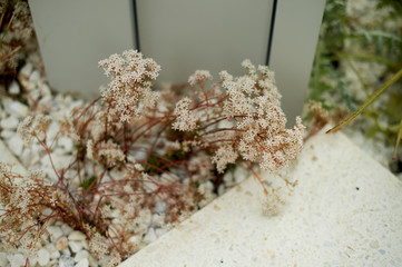 Dried flowers on a background of white pebbles. Easy Park and garden decor