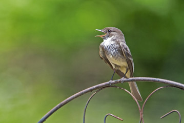 Mockingbird perched with a green background.