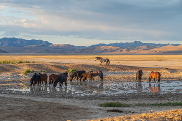 Fototapeta na wymiar Wild Horses at a Desert Waterhole