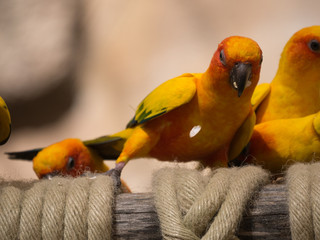 Psittacidé © photoloulou91