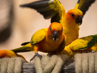 Psittacidé © photoloulou91