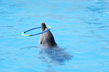 trained dolphin twists the hoop © qwertyart2