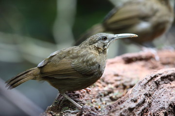 Indochinese Wren-babbler (Rimator danjoui) in Dalat, Vietnam
