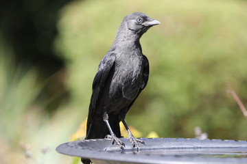 Portrait of a young Jackdaw drinking from a bird bath