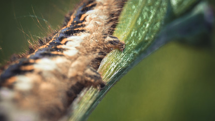 Paws of a caterpillar on a green steam closeup, macro
