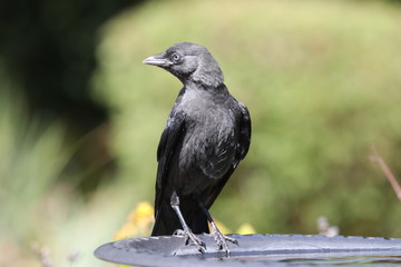 Portrait of a young Jackdaw drinking from a bird bath