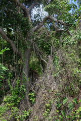 Rainforest in colombia