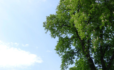 High tree blooming chestnut against the sky