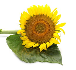 Obraz premium Sunflower isolated on white background