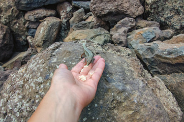 Feeding lizard from hand