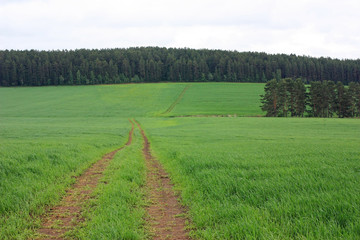 A dirt road in the field