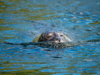 Obraz premium Phoque