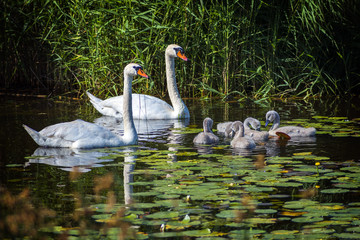 Family of mute swans with young chicks