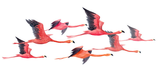 Watercolor flamingo illustration © zenina