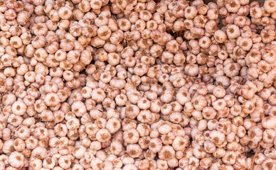 close up of Many heads of white purple garlic on market stand
