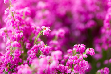 Plant erica gracilis.