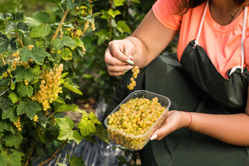 Naklejka na ściany i meble Yellow currant growers engineer working in garden with harvest, woman with box of berries