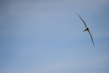 Lovely Arctic Tern Sterna Paradisaea in flight in blue sky