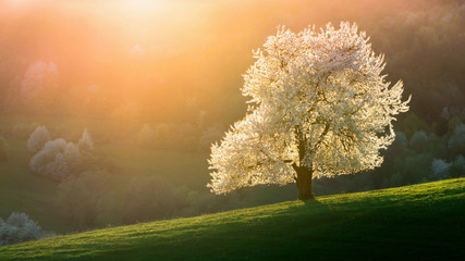Spring cherry tree, meadows and fields landscape in Slovakia. Blossoming cherry trees. Fresh country.