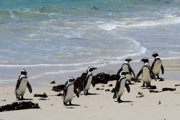 penguins boulder beach cape town