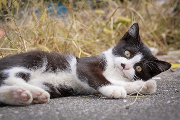 猫島の野良猫たちの生活