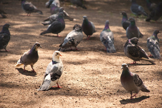 pigeons on the ground