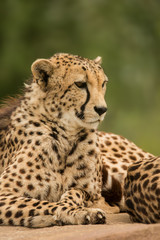 Beautiful close up portrait of Cheetah Acinonyx Jubatus in colorful landscape