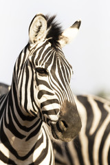 Obraz na płótnie Canvas Portrait of zebra in natural light