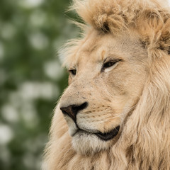 Beautiful close up portrait of white Barbary Atlas Lion Panthera Leo