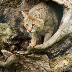 Stunning image of jungle cat Felis Chaus in hollowed out tree trunk