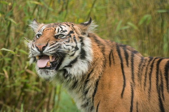 Beautiful portrait of tiger Panthera Tigris walking through long grass in vibrant landscape