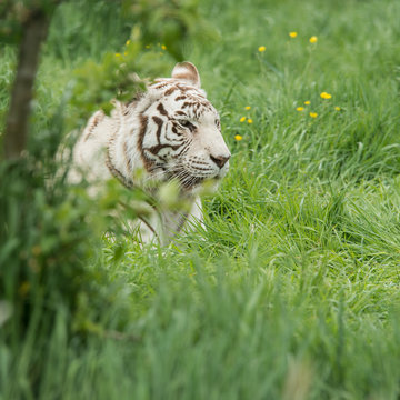 Beautiful portrait image of hybrid white tiger Panthera Tigris in vibrant landscape and foliage