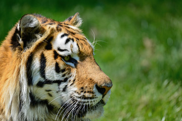 Portrait of Siberian Amur tiger Panthera Tigris Tigris in Summer
