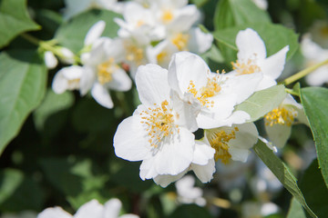 Jasmine blooming white flowers in close up
