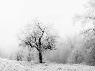 Fototapeta na wymiar Frozen Tree