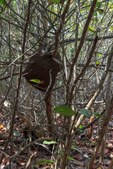 Rainforest in colombia